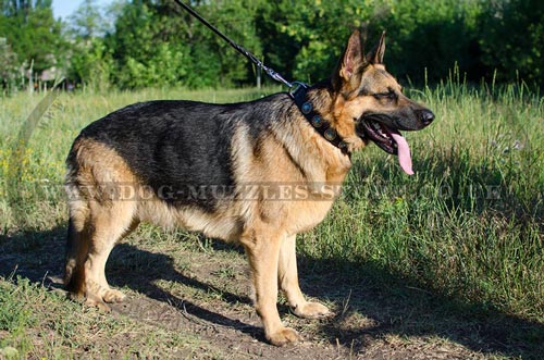 Luxury Dog Collar for German Shepherd for Sale