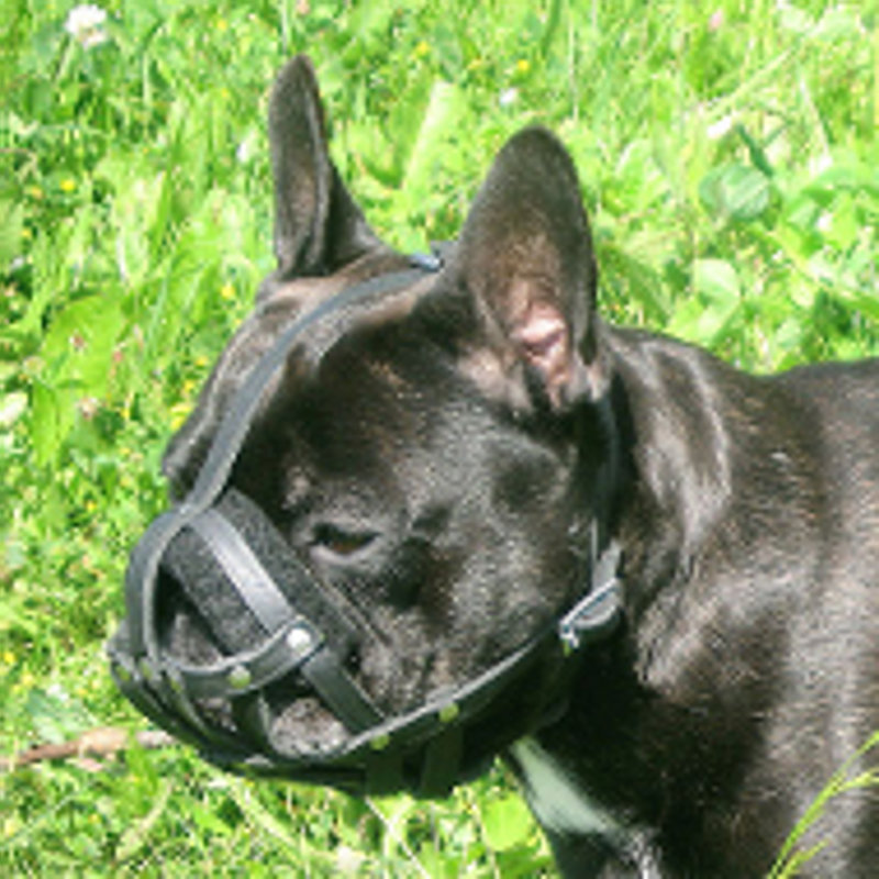 French Bulldog wearing a leather muzzle
