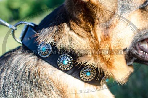 Super Design of Dog Collars for German Shepherd, UK Bestseller!