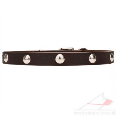 Thin 3/4 Inch Leather Dog Collar with Elegant Rivets