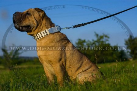 "Vivid Flash Of Lightning" Leather Dog Collar For Shar Pei