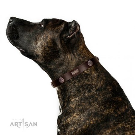 Functional Brown Studded Buckle Dog Collar FDT Artisan