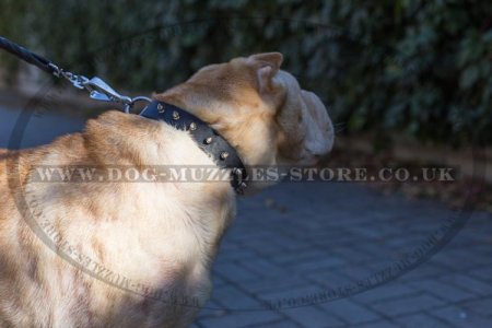 Best Dog Collar For Shar Pei UK With Shiny Spikes "Bow-Wow"