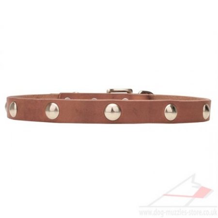 Thin 3/4 Inch Leather Dog Collar with Elegant Rivets