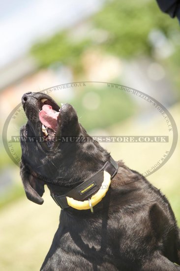 Strong Nylon Dog Collar with Handle for Labrador