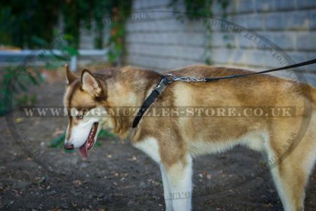 "Reliable Grip" Tear-Proof Nylon Dog Collar For Husky Daily Walk