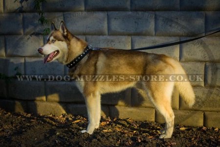 Strong And Comfortable Nylon Siberian Husky Dog Collar