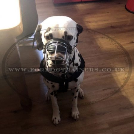 Bestseller Basket Dog Muzzle for Dalmatian that Allows Drinking