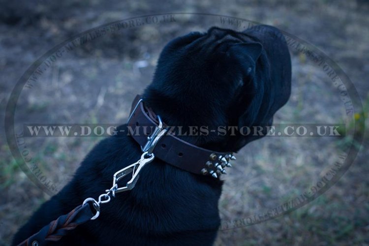 "Vivid Flash Of Lightning" Leather Dog Collar For Shar Pei