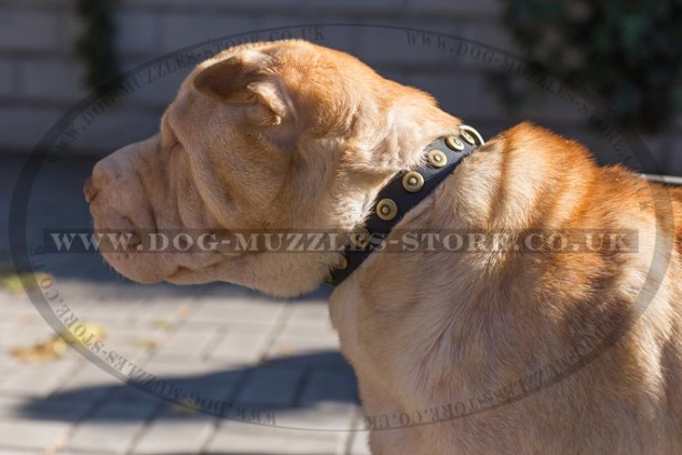 1 In Handmade Leather Dog Collar for Shar Pei