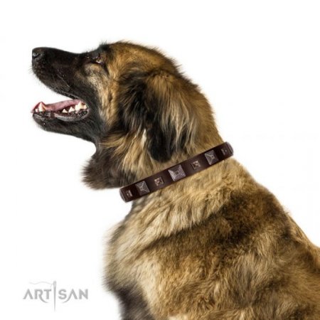 Elegant Brown Studded Dog Collar FDT Artisan 1" Width