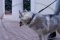 Luxurious Brass Studded Dog Collar For Siberian Husky