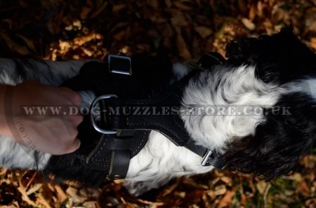 The Best Dog Harness for Spaniel UK Soft Padded Leather