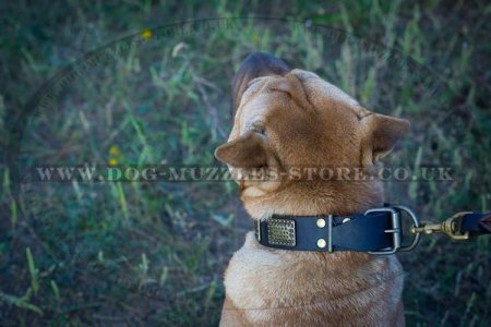 "Luxurious Comfort" Designer Studded Dog Collar for Shar Pei