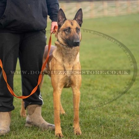 Tear-Proof Orange Dog Lead UK For Dog's Daily Activities