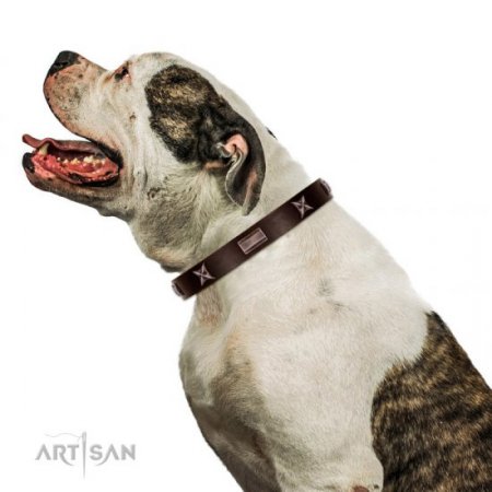 Handmade Strong Brown Studded Dog Collar FDT Artisan