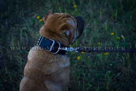 "Heracles" Extra Durable Studded Shar Pei Dog Collar 2.8 In
