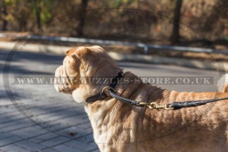 The Best Collar for Shar Pei Training, Round Leather Choker