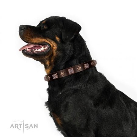 Best Brown Thick Studded Dog Collar FDT Artisan For Active Walk