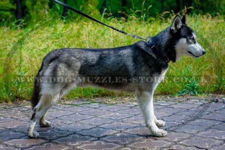 Black Designer Leather Studded Dog Collar For Siberian Husky