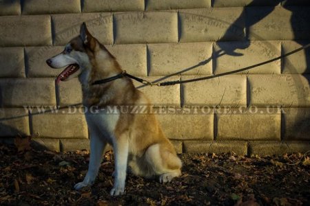 "Quiet Breathing' Extra Durable Choke Collar For Husky Training