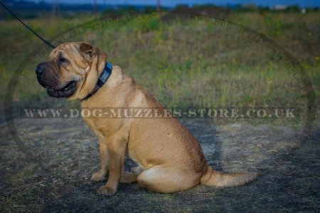 "Modern Art" Best Dog Collar For Shar Pei With Brass Plates