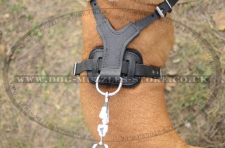Best Walking Harness For Staffy With Nickel-Plated Spikes
