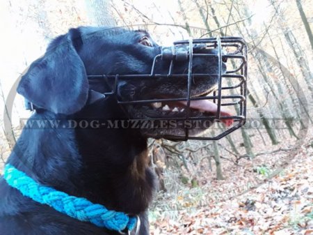 Labrador Basket Muzzle for Dog to Wear in Heat and Frost