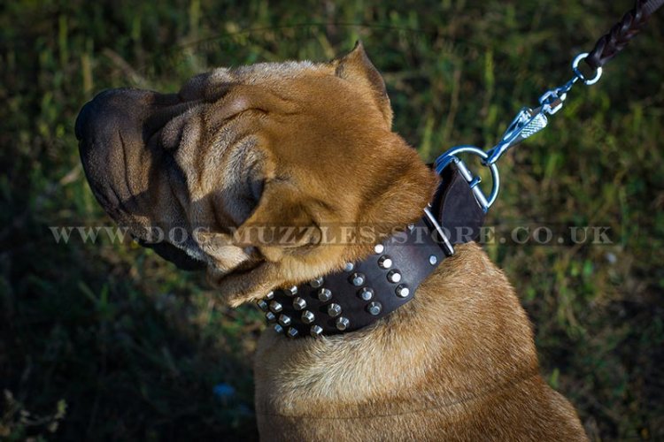 Comfortable Wide Dog Collar For Shar Pei With Pyramids 2.3 In