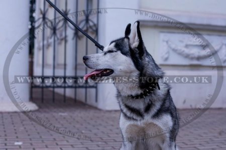 Attractive Leather Spiked Studded Dog Collar For Husky