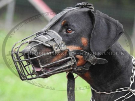 The Best Dog Muzzle for Doberman Pinscher, Black Dog Muzzle