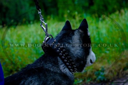 Attractive Leather Spiked Studded Dog Collar For Husky