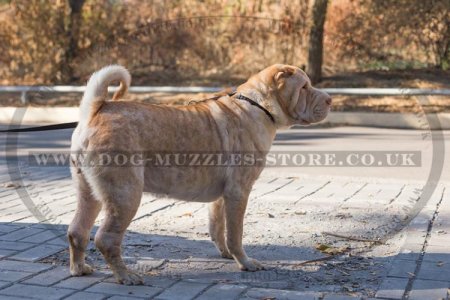 Shar Pei Dog Collar Round Leather Choker