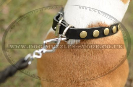 "Celestial Sphere" Brass Studded Dog Collar For Staffy 1" Width