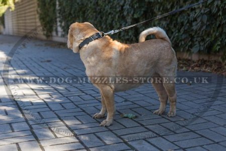 Best Dog Collar For Shar Pei UK With Shiny Spikes "Bow-Wow"