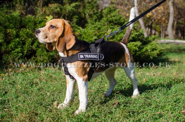 The Best Beagle Harness UK to Stop Pulling on a Leash!