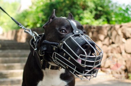 Amstaff Dog Muzzle Size with Leather Padded Basket