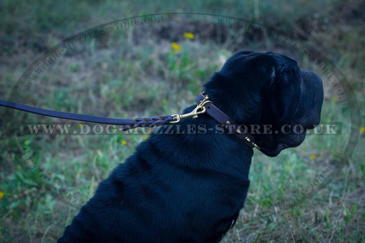 "Shiny Spikes" Splendid Dog Collar For Shar Pei With Spikes