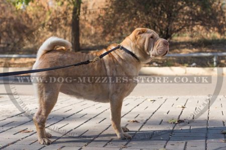 "Simple Honesty" Leather Choke Dog Collar For Shar Pei