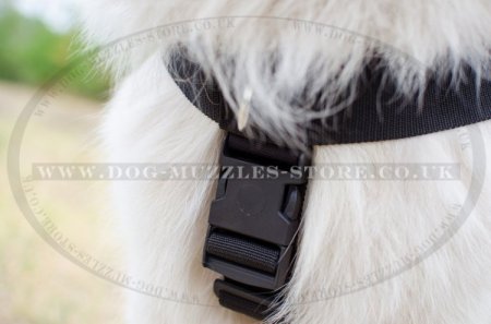 The Best Harness for Samoyed to Stop Pulling