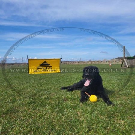 Agility Dog Training Jump | IGP Barrier for Dog Training
