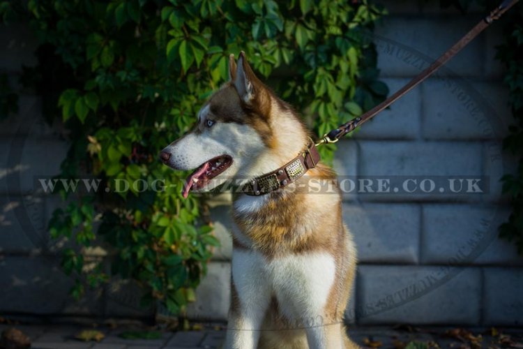 "Empire Of Beauty" Adorable Leather Collar For Husky With Studs