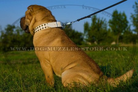 best collar for shar pei