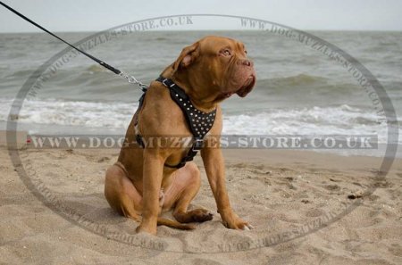 SALE! Medium/Large Brown Leather Dog Harness Studded