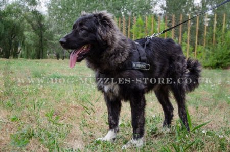 Best Stop Pulling Dog Harness for Caucasian Shepherd Training
