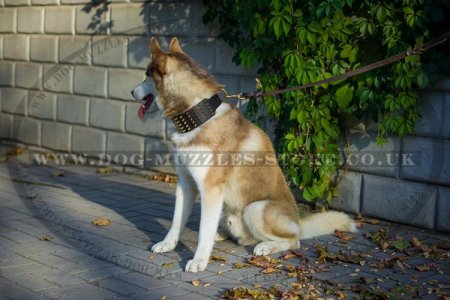 "King Style" Extra Durable Leather Dog Collar For Siberian Husky