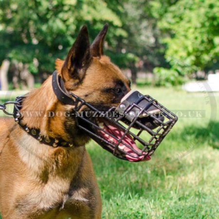 The Best Belgian Malinois Dog Muzzle Size for Any Weather