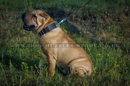 "Top Paw Style" Elegant Spiked Leather Dog Collar For Shar Pei