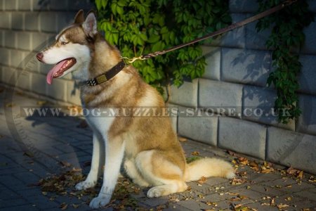 "Monte Carlo" Brown Leather Dog Collar For Husky With Adornment