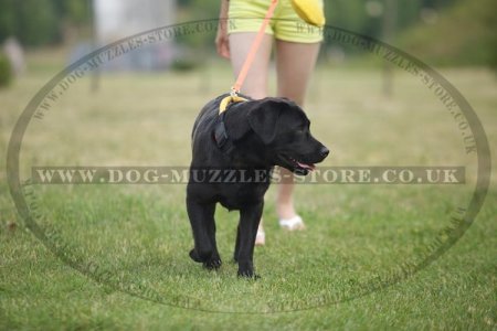 Strong Nylon Dog Collar with Handle for Labrador